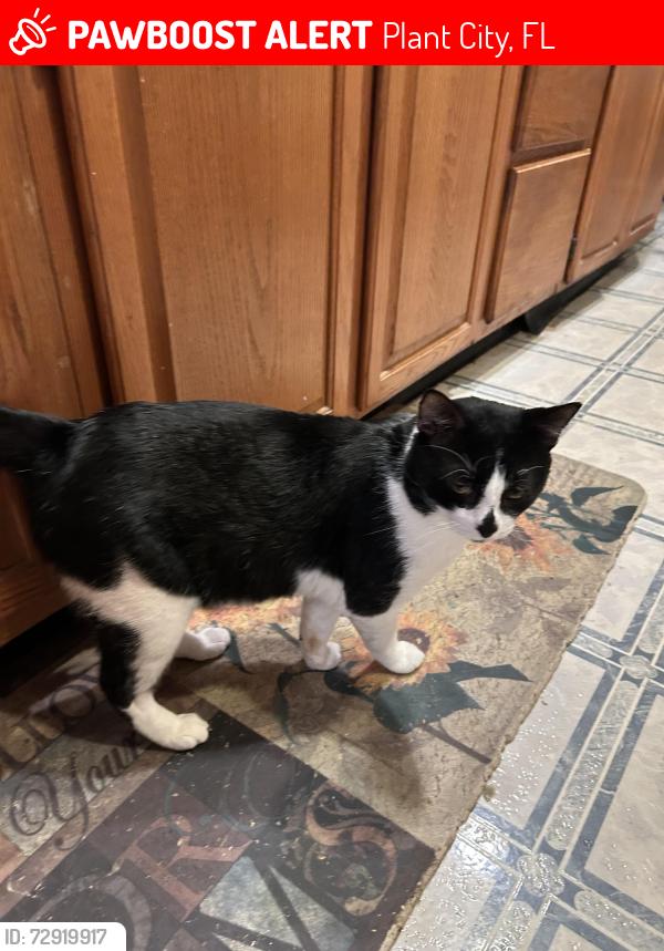 Lost Male Cat last seen Son Keen Rd. & frontage rd. Plant city, Plant City, FL 33566