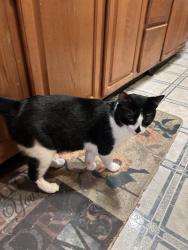 Lost Male Cat last seen Son Keen Rd. & frontage rd. Plant city, Plant City, FL 33566