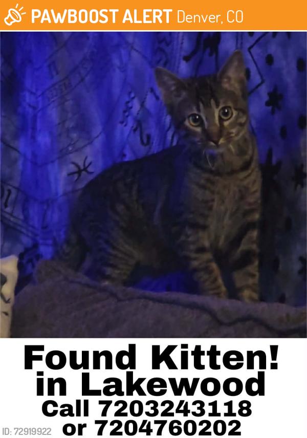 Found/Stray Unknown Cat last seen 9th and Allison, Denver, CO 80214