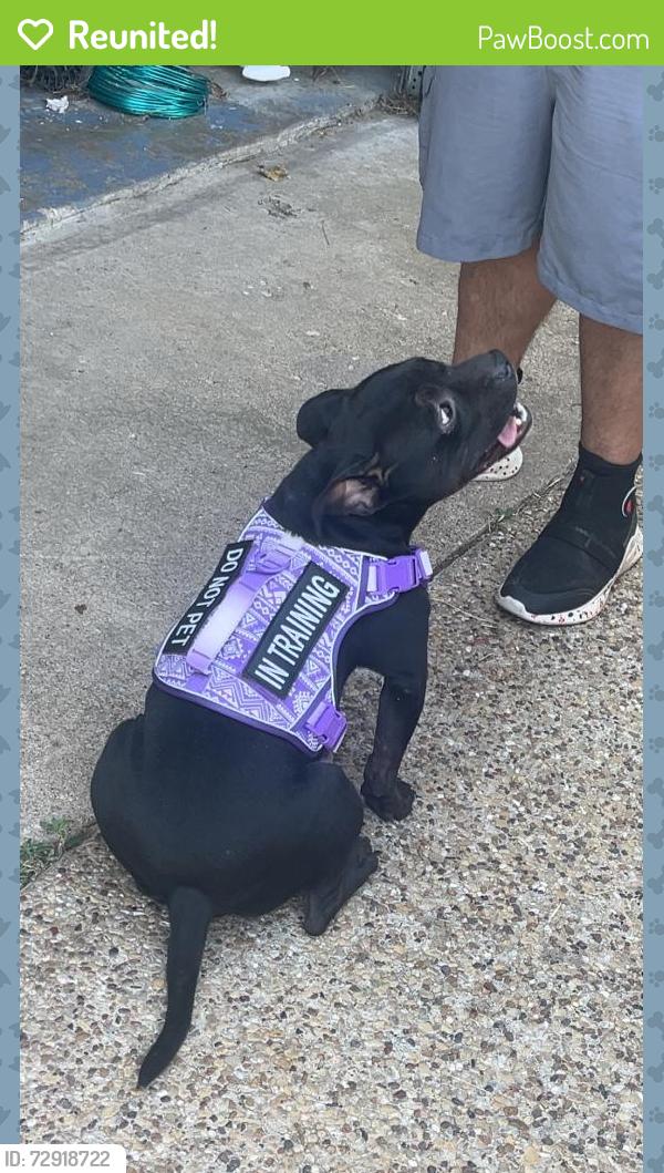 Reunited Female Dog last seen Armstead and 14th avenue , Grand Prairie, TX 75051