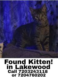 Found/Stray Unknown Cat last seen 9th and Allison, Denver, CO 80214