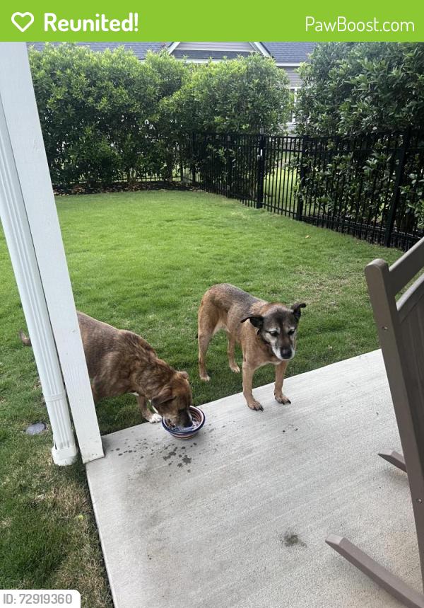 Reunited Female Dog last seen Downtown Greer, Greer, SC 29651