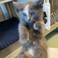 Shelter Stray Female Cat last seen , Norman, OK 73072