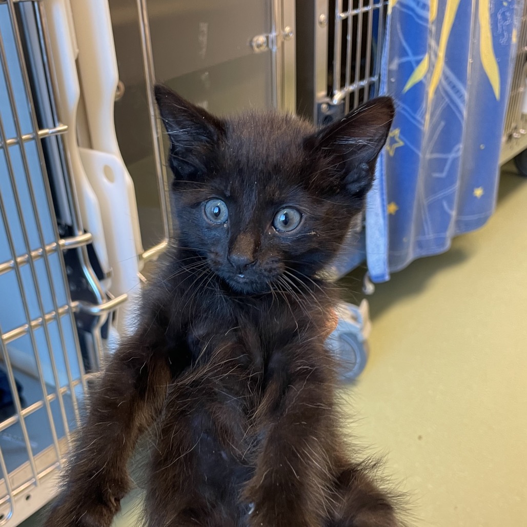 Shelter Stray Male Cat last seen , Norman, OK 73072