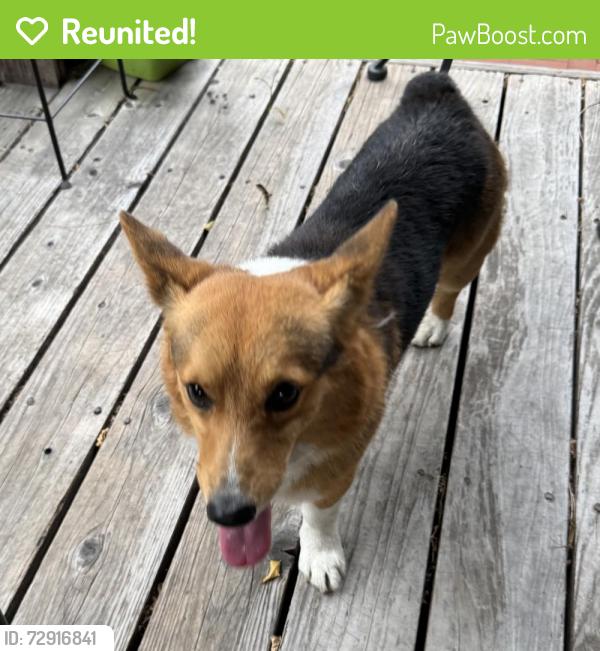Reunited Male Dog last seen Baker, Santa Ana, CA 92701