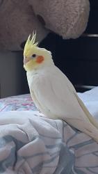 Lost Male Bird last seen Pocantico street, Sleepy Hollow, NY 10591