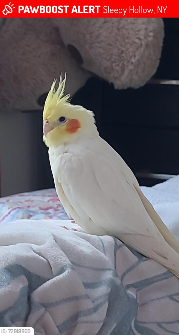 Lost Male Bird last seen Pocantico street, Sleepy Hollow, NY 10591