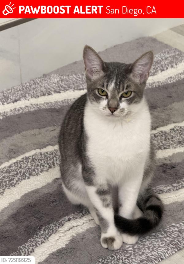 Lost Male Cat last seen Maler Rd/Corte Morea, San Diego, CA 92129