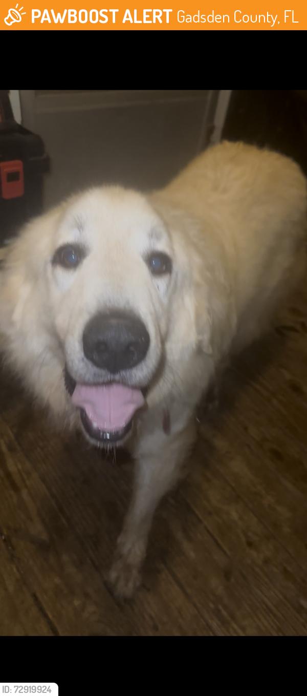 Found/Stray Unknown Dog last seen fulton shaw rd , Gadsden County, FL 32352