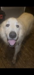 Found/Stray Unknown Dog last seen fulton shaw rd , Gadsden County, FL 32352