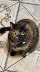 Lost Female Cat last seen North Houston rosslyn and hidden arbor ln , Houston, TX 77088