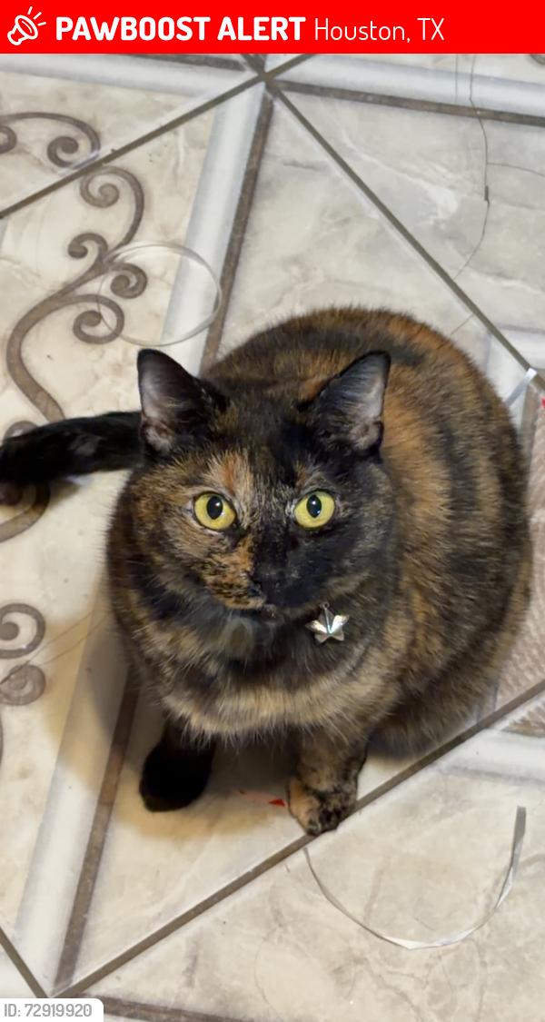 Lost Female Cat last seen North Houston rosslyn and hidden arbor ln , Houston, TX 77088