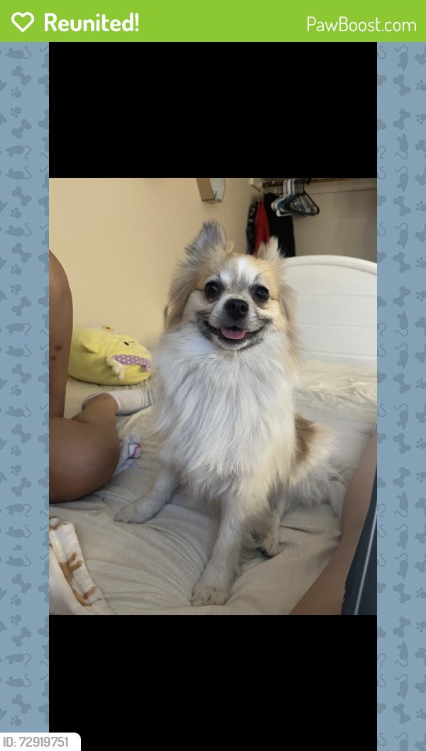 Reunited Male Dog last seen Sandhill and pecos, Las Vegas, NV 89120