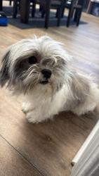 Reunited Female Dog last seen Camden apmts, Chula Vista, CA 91913
