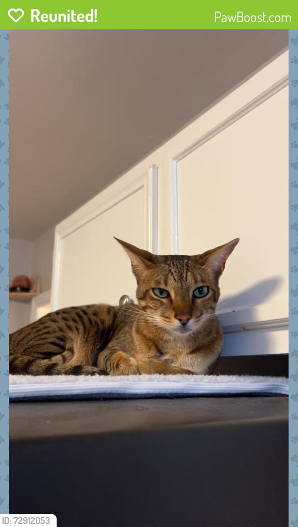 Reunited Female Cat last seen N Queens Ave, N Portland Ave, N Reading Ave, Pueblo, CO 81001