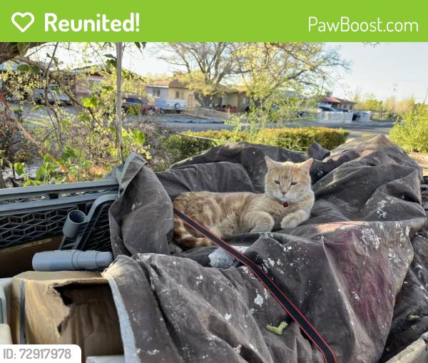 Reunited Male Cat last seen Copper, Wyoming, General Arnold, Albuquerque, NM 87111