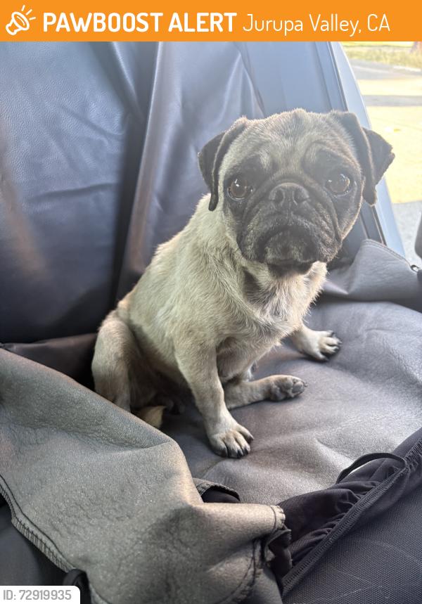 Found/Stray Female Dog last seen Bellegrave, Jurupa Valley, CA 91752