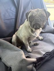 Found/Stray Female Dog last seen Bellegrave, Jurupa Valley, CA 91752