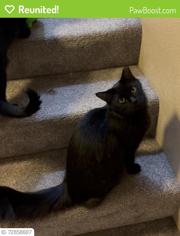 Reunited Female Cat last seen Stokes and south west and de Marietta ave , San Jose, CA 95126