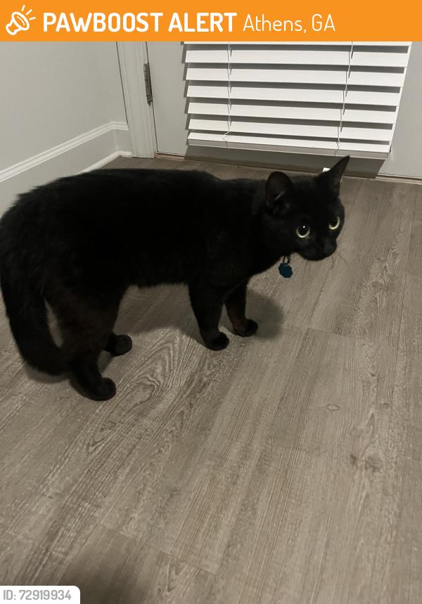 Found/Stray Unknown Cat last seen Kroger, Athens, GA 30601