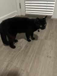 Found/Stray Unknown Cat last seen Kroger, Athens, GA 30601