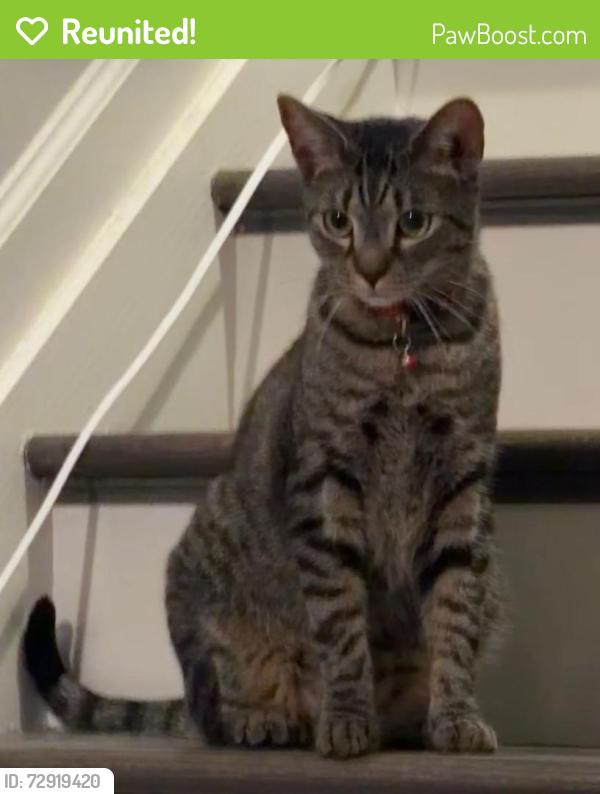 Reunited Male Cat last seen Near andover way buford, Buford, GA 30519