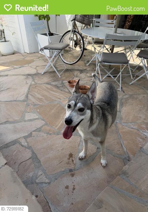 Reunited Female Dog last seen Picfair Village, Los Angeles, CA 90019, USA, Los Angeles, CA 90019