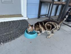 Reunited Unknown Cat last seen Ditty Avenue and Coffey Lane, Santa Rosa, CA 95403