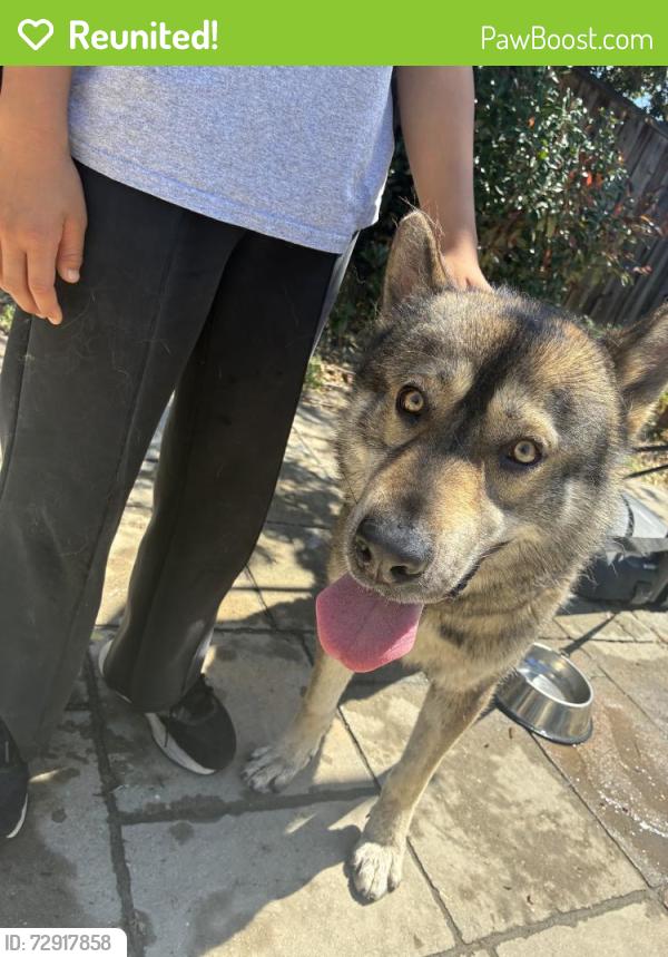 Reunited Male Dog last seen Crandall Creek park fremont, CA, Fremont, CA 94555