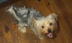Reunited Female Dog last seen Woodlea Ave, Baltimore, MD 21206