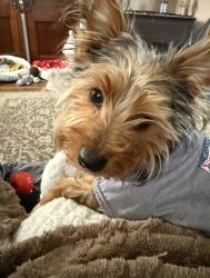 Reunited Male Dog last seen Race and Newmeyer Ave Connellsville Pa , Connellsville, PA 15425