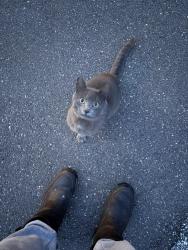 Found/Stray Unknown Cat last seen Near dead end street on Berkeley Rd, Hermantown, MN 55811