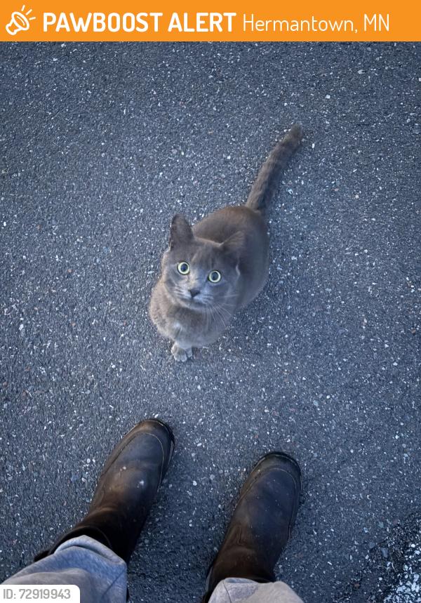 Found/Stray Unknown Cat last seen Near dead end street on Berkeley Rd, Hermantown, MN 55811