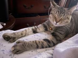 Reunited Female Cat last seen Mission village drive, San Diego, CA 92123