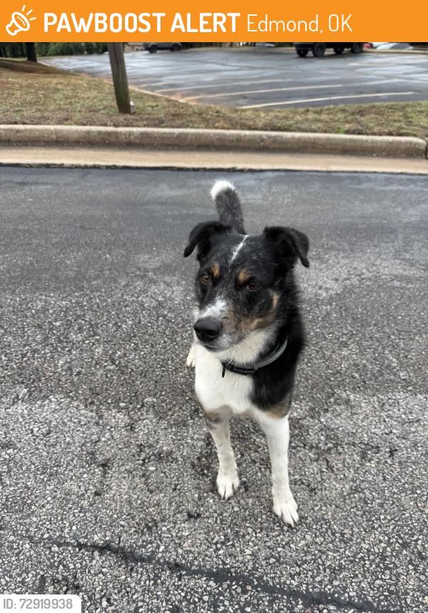 Found/Stray Male Dog last seen 2nd street and baumann, Edmond, OK 73034