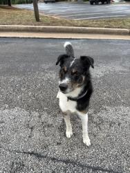 Found/Stray Male Dog last seen 2nd street and baumann, Edmond, OK 73034