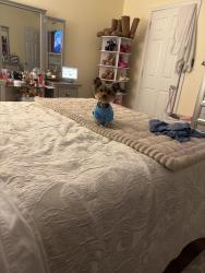 Reunited Male Dog last seen Good intent rd, Deptford, NJ 08096