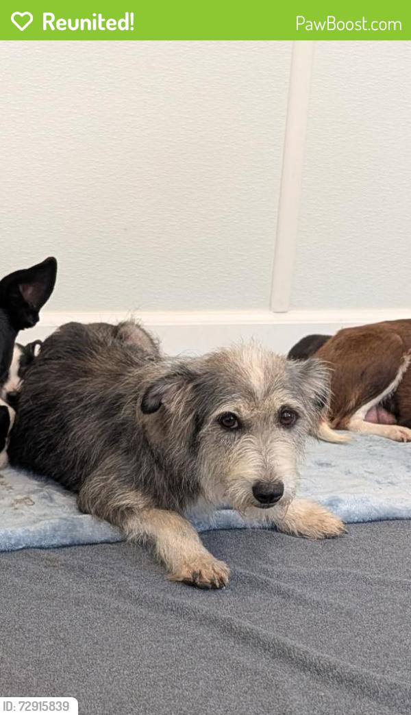 Reunited Female Dog last seen Near Hinterwood Way / Timarron Park, Tomball, TX 77375