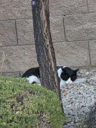 Found/Stray Unknown Cat last seen Buffalo and Peace Way, Spring Valley, NV 89147
