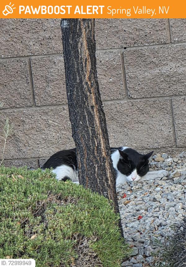 Found/Stray Unknown Cat last seen Buffalo and Peace Way, Spring Valley, NV 89147