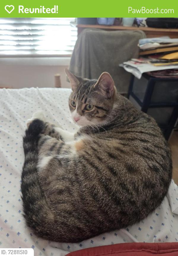Reunited Male Cat last seen Lincoln bl & Linden Ave, Los Angeles, CA 90291