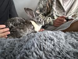 Found/Stray Unknown Rabbit last seen Avalon, San Francisco, CA 94112