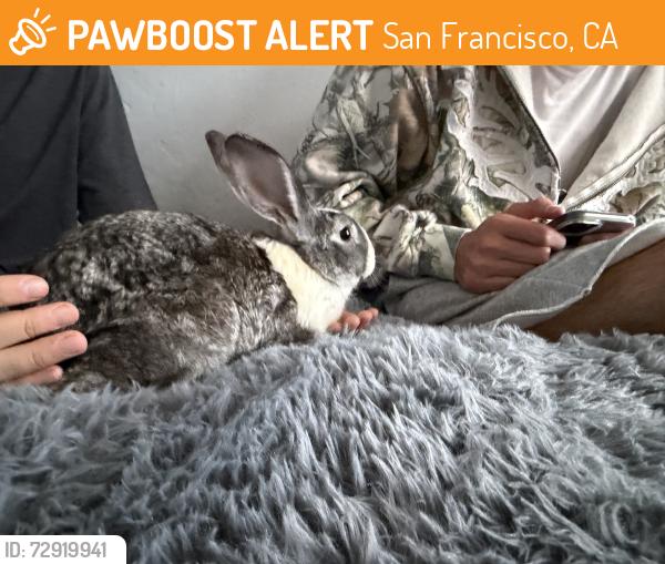 Found/Stray Unknown Rabbit last seen Avalon, San Francisco, CA 94112