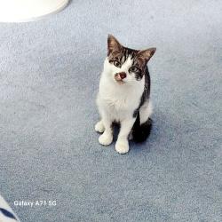 Lost Female Cat last seen Near 46th pl west, Lynnwood, WA 98087