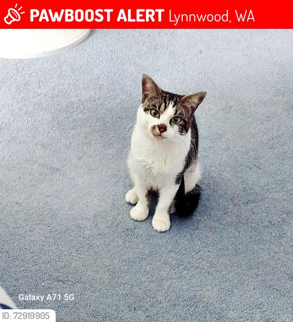 Lost Female Cat last seen Near 46th pl west, Lynnwood, WA 98087