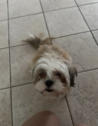 Reunited Female Dog last seen Amber Rd, Valrico FL , Valrico, FL 33594