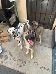 Reunited Male Dog last seen Friendship park West Covina , West Covina, CA 91792