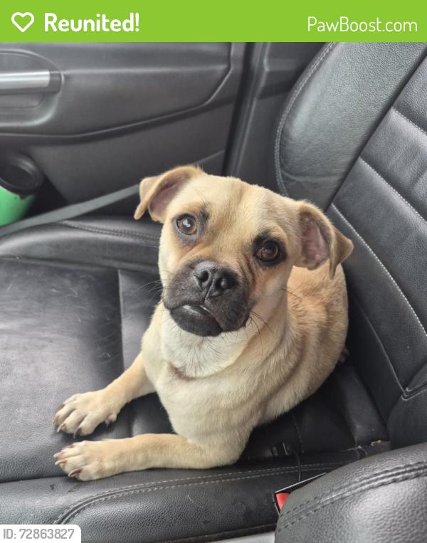 Reunited Female Dog last seen Witt and Rose, Frisco, TX 75036
