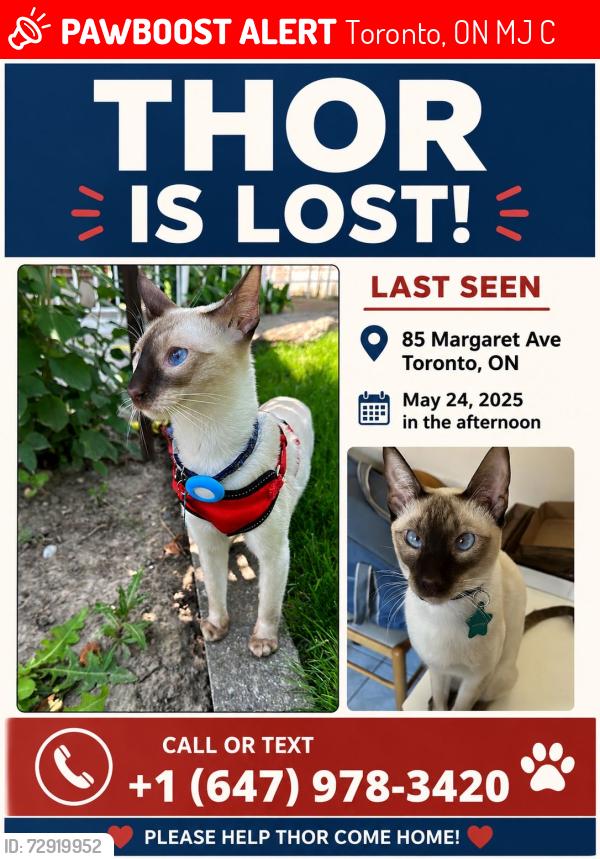 Lost Male Cat last seen Margaret ave, Toronto, on, Toronto, ON M2J 4C4