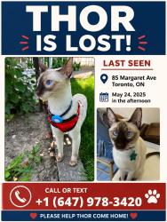 Lost Male Cat last seen Margaret ave, Toronto, on , Toronto, ON M2J 4C4
